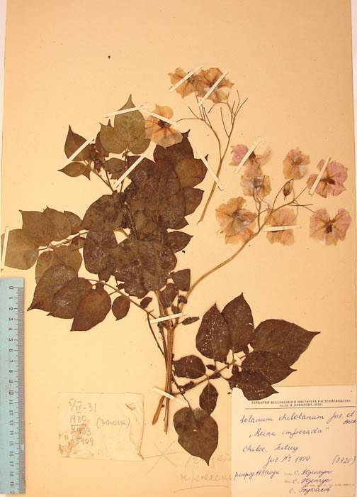 S. tuberosum crassifilamentum Lectotypus 1980